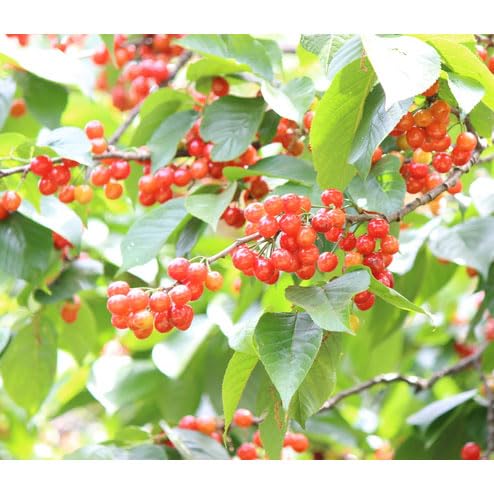 Amazon.co.jp: サクランボ：だんちおうとう（暖地桜桃）4～5号ポット