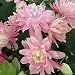 Semillas de plantas japonesas Aquilegia Viridiflora 30pcs Plantas de flores dobles rosas...