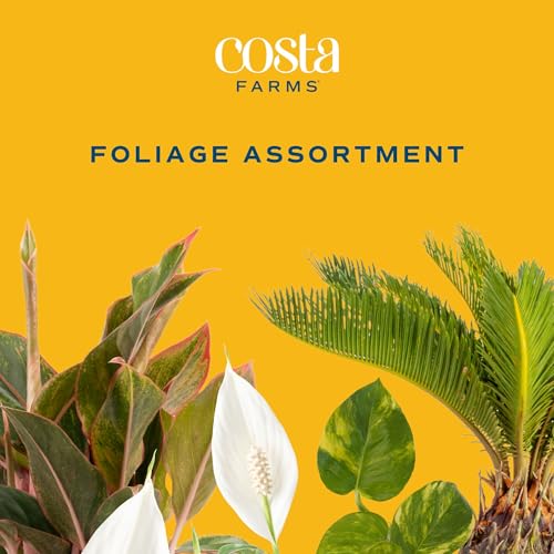 Image of Costa Farms Live Indoor Plant Variety Pack in Plastic Pots, Easy to Maintain, Air Purifying Houseplants, Home, Room, or Office Decor, House Warming or Birthday Gift, 12-24 Inches Tall, Pack of 6