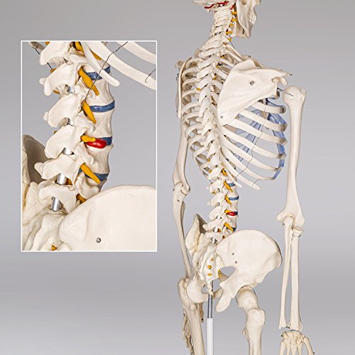 RONTEN Human Skeleton Model, Anatomical Skeleton lifesize 70.8 in, Including Booth + Cover + Poster