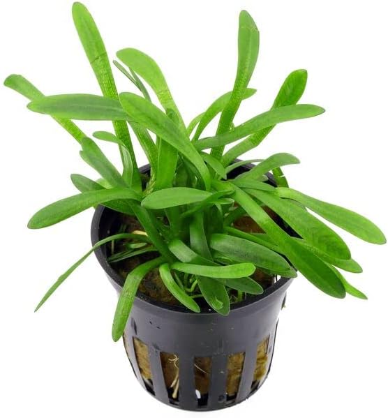 Plantas de acuario vivas en maceta en primer plano  Plantas acuáticas de agua dulce para acuarios (Sagitaria, 1)