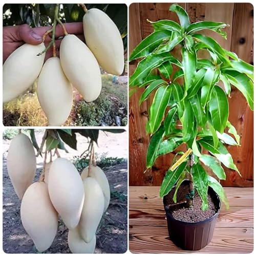 Image of Testy & Sweet Grafted Fruit Plant Healthy Live White Mango tree || For Home Garden Outdoor & Indoor Plant.