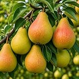 3 Pear Tree Saplings with Exposed Root System – Live Fruit Trees, High-Yield Pear...