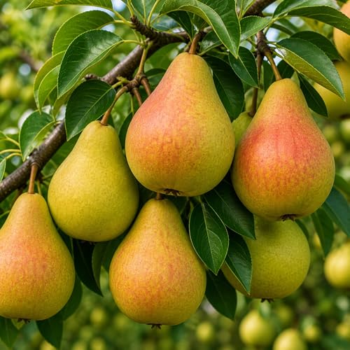 3 Pear Tree Saplings with Exposed Root System Live Fruit Trees High-Yield Pear Plants for Indoor & Outdoor Growing Garden Ready Starter Trees