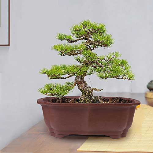 Muzhi 2 Pack 8" Unglazed Ceramic Bonsai Tree Pot Training Planter With Drainage Wiring Hole, Breathable Handmade Zisha Pottery Growing Plant Pot With Mesh Drip Tray Indoor Outdoor #TOP6