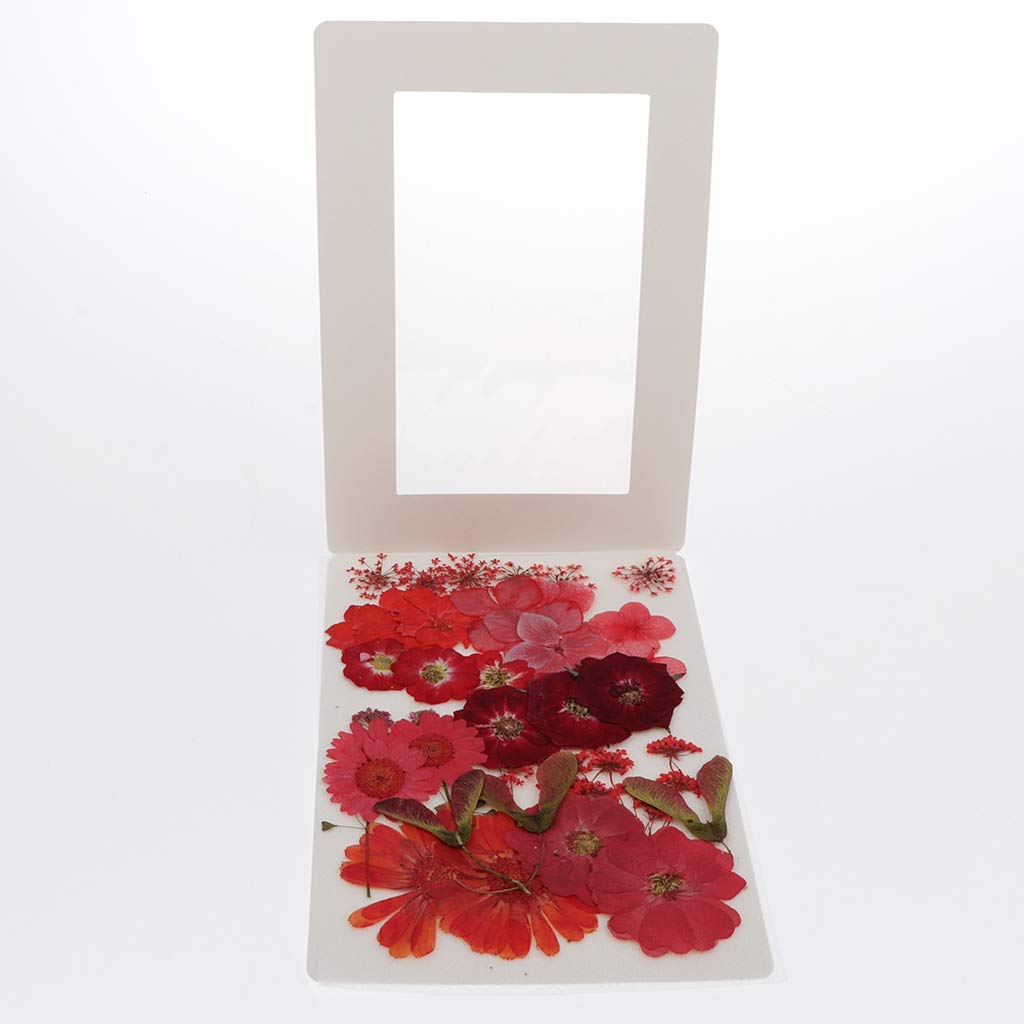 Echte getrocknete gepresste Blumen Blätter für Kunsthandwerk DIY Silikon Untersetzer Harz-Formen perfekt für DIY Handy Shell handgemachte Lesezeichen Scrapbooking – Rot