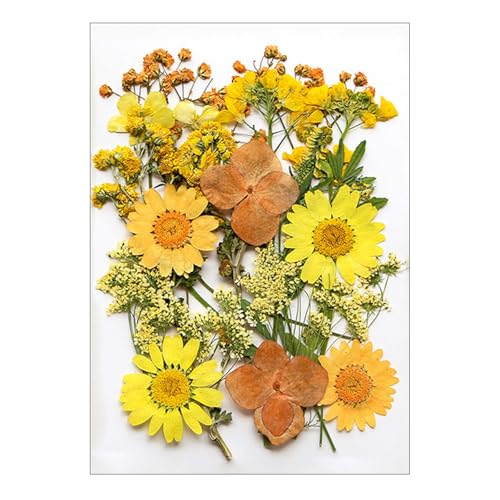 Set de Flores y Hojas Naturales Secas Prensadas para Arte miniatura 1