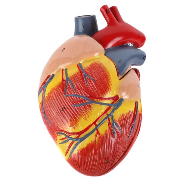 Axis Scientific 2-Part Life-Size Canine Heart Anatomy Model - Detailed Canine Heart Anatomy Model for Veterinarians, Teachers, Students -Includes Study Guide - Durable and Realistic