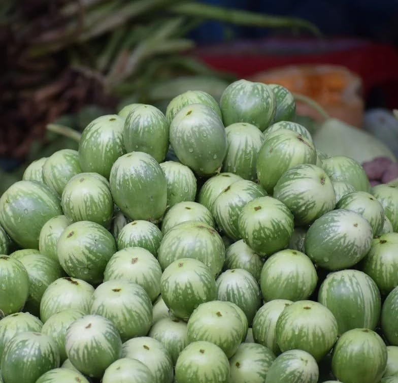 Willvine Green Small Round Thai Eggplant-KMT-8W-image-42