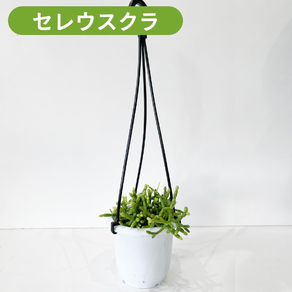 【専用】リプサリス✳︎さま 165178932_o2.jpg?