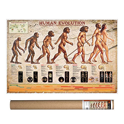 EuroGraphics Human Evolution, Poster 36 x 24 inch