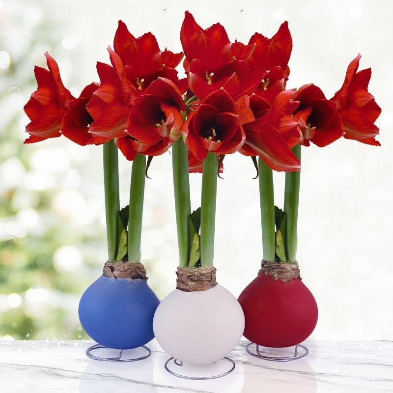 American Spirit Waxed Amaryllis 3-Pack Variety Collection, Flower Bulbs with Stands, Grow Real Blooming Indoor Flowers, No Water Needed