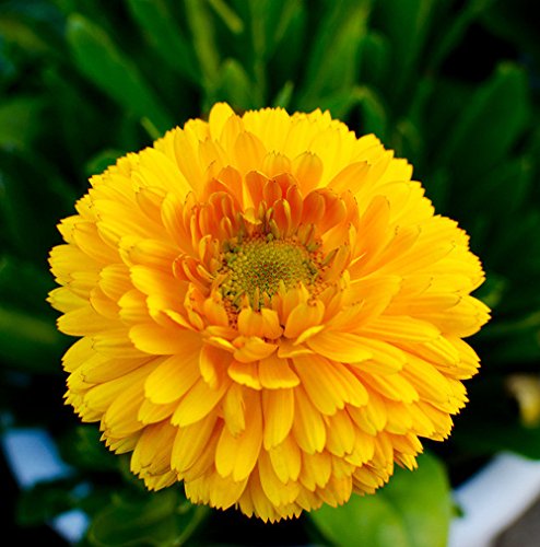 Creative Farmer Flower Seeds : Genda Pot Marigold Mixed Seeds Winter Flowers - Garden Flower Seeds Pack (B074RHZVJ9) Amazon Price History, Amazon Price Tracker