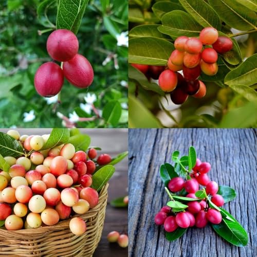 Image of All-Time12 Months Hybrid Grafted Guti Kolom Live Fruit Plant Original & Authentic Organic Tree for Outdoor Fast-Growing Fruit Plant Home Pack Of-1 (Guti Kalam Koromcha Fruit Plant, Medium)