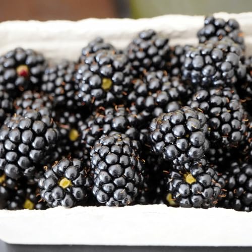 Ouachita Thornless BlackBerry Plants - Excellent Fruit Quality and Highly Adaptable - Large BlackBerry Plugs from Hand Picked Nursery (1)