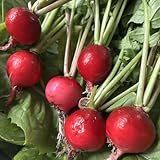 semillas de rábano orgánico - plantas en macetas macetas planta de balcón plantas interior semillas hierbas en resistentes - raras - exóticas jardín hortalizas jardín hierbas interior 50pcs