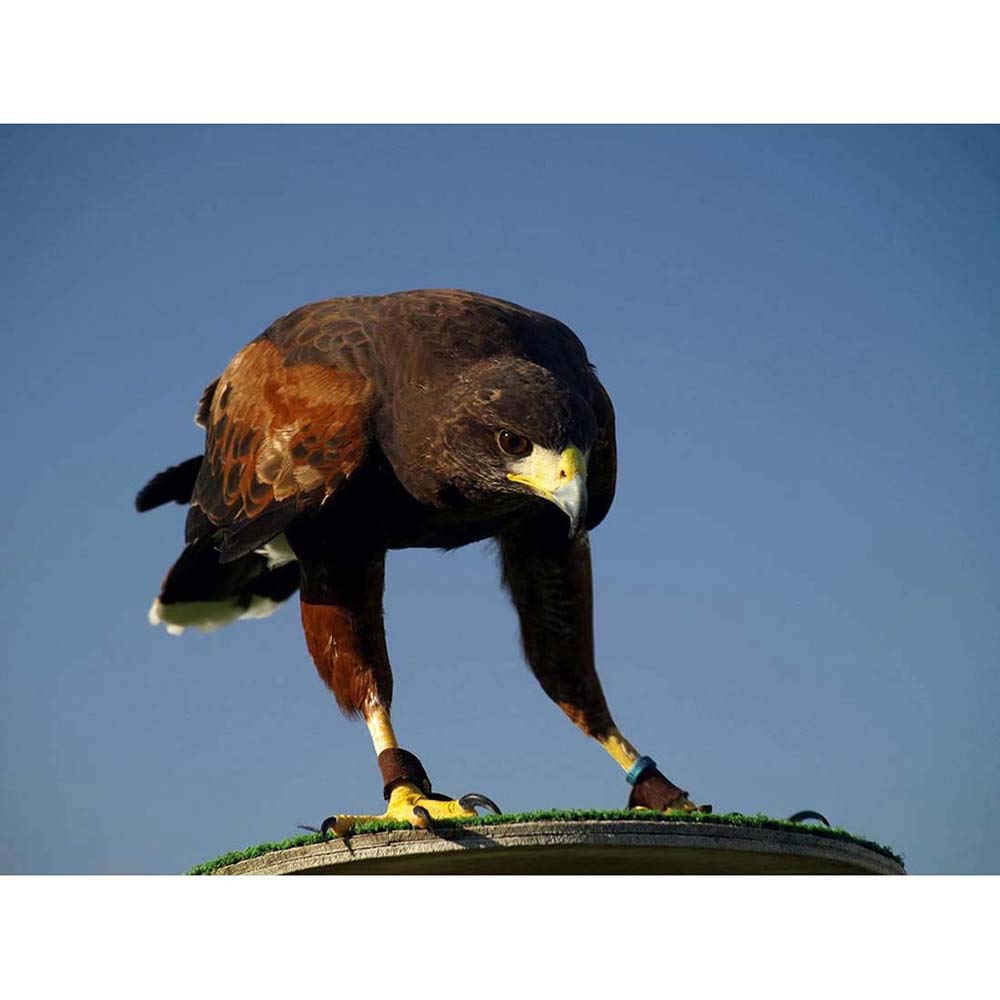 Wee Blue Coo Eagle Bird Pray Talons Falconry Art Print Poster Wall Decor 12X16 Inch
