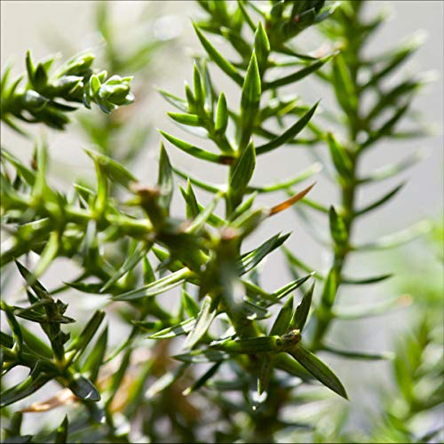 9GreenBox Bonsai Juniper Tree - Japanese Art Live House Plants for Indoor and Outdoor Garden - Dwarf Trees in Container Pot for Home and Office Decor - Best Gift for Mothers Day, Christmas - 4 Pounds - Thumbnail 6