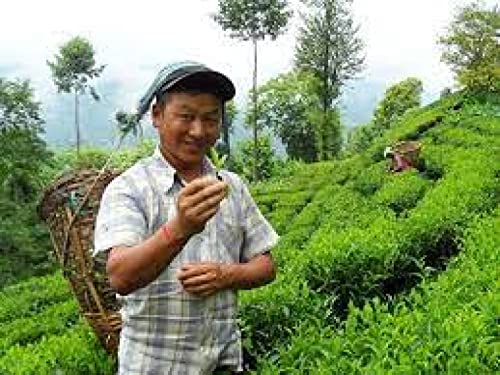 Té verde orgánico en hebras 100g miniatura 3