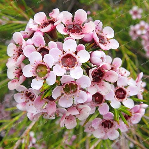 grow your own bonsai Grow Your Own Bonsai Trees