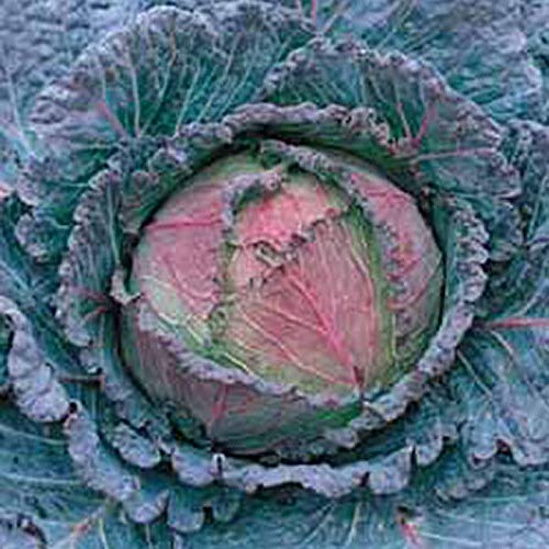 HONIC 50 - Seeds : Savoy Cabbage Seeds, di Verona-Drop dead gorgeous green with a blush of red!!!!