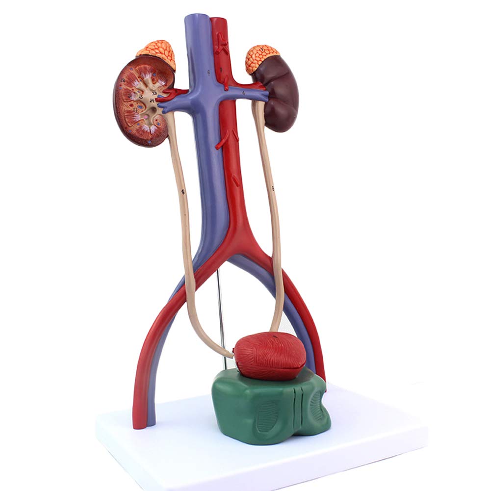 Medical Human Body Urinary System Model Urology Structure Anatomy Props Detachable 4 Parts Kidney Ureter Bladder Urethra Biology Teaching Props