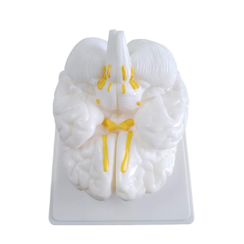 Human Brain Structure Anatomy Model -Science Classroom Study Display Human Brain Mode,Brain Structural Anatomy Medical Model for Madical School Traning Aid,Teaching Learning Tool