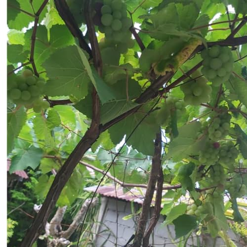 Reflection on John 15:1-17 - The Vine and the Branches