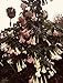 Mixed Colors Angel Trumpet Brugmansia Well Rooted Fragrant Flowering Plant