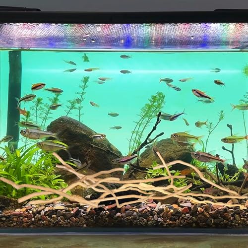 Image of Hamiledyi Natural Driftwood for Aquarium Decor - Red Moor Wood 10 inch-15 inch Long Assorted Shapes (200g) Safe Branches for Fish Tank & Reptile Habitat - Natural Aquarium Wood Decorations (Medium Branches)
