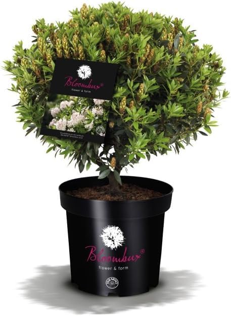Plantenwelt Wiesmoor !!WELTNEUHEIT!! Bloombux  Flower & Form by INKARHO  20-25 cm breit im 2 Liter Pflanzcontainer : Amazon.de: Garten