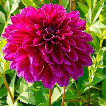 Votaniki Le Baron Dahlia Root - Perennial Decorative Dahlia, Flower - Hardy and Low Maintenance Flowering Root | Easy to Grow Perfect for Cut 2 Pack