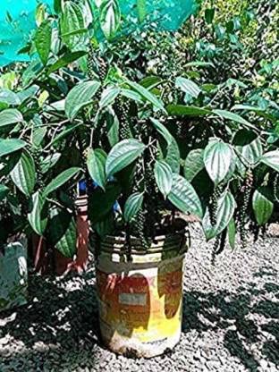 See full amazon price history chart for Golden Hills Farm Grafted Rare Bush Pepper Live Plant, Dwarf Black pepper 1 Healthy Live Plant On poly Bag ghf1 Golden Hills Farm Grafted Rare Bush Pepper Live Plant, Dwarf Black pepper 1 Healthy Live Plant On poly Bag ghf1 (B09LHQFBS6) Amazon Price History, Amazon Price Tracker