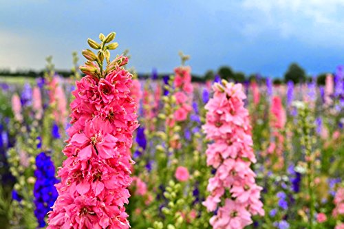 Seeds Subalpine Larkspur Delphinium Red Flower Giant Annual Outdoor Garden Cut For Planting Non Gmo #TOP7