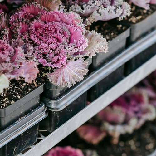 com-four® 60x Anzuchttöpfe für Pflanzen 7,5 cm - Pflanztöpfe für die Anzucht - Blumentopf für die Pflanzenzucht, Vierecktopf mit Löcher an der Unterseite (060 Stück - Anzuchttopf 7.5x8cm)