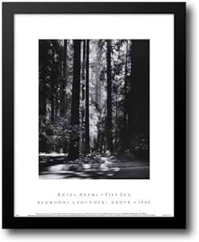Amazon.com: Redwoods, Founders Grove 15x18 Framed Art Print by