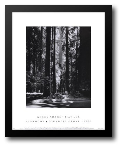 Redwoods, Founders Grove 15x18 Framed Art Print by Adams, Ansel