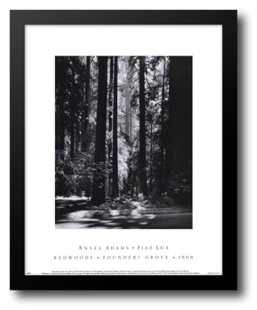 Amazon.com: Redwoods, Founders Grove 15x18 Framed Art Print