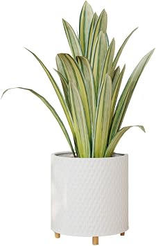 EverNest Claire Modern Indoor Plant Pot with Wooden Stand, White Pattern, 8 Inch, SelectBase, Neutral Mid-Century Modern Style, Metal Home Decor Planter Small, 1 Gallon