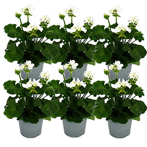 DECOALIVE Geranio Color Blanco - Pack 6 Plantas - Flores Naturales para Terraza y Jardín, 8436606535790