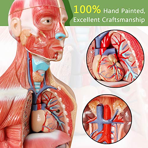 Image of Human Skeleton Model,Heart Models-Best Anatomy Model Bundle Set of 3 Hands-on 3D Model Study Tools for Medical Student or as Educational Kit