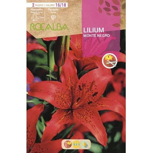 Peyca Bulbo de flor variedad Lilium monte negro 2 unidades - Rocalba