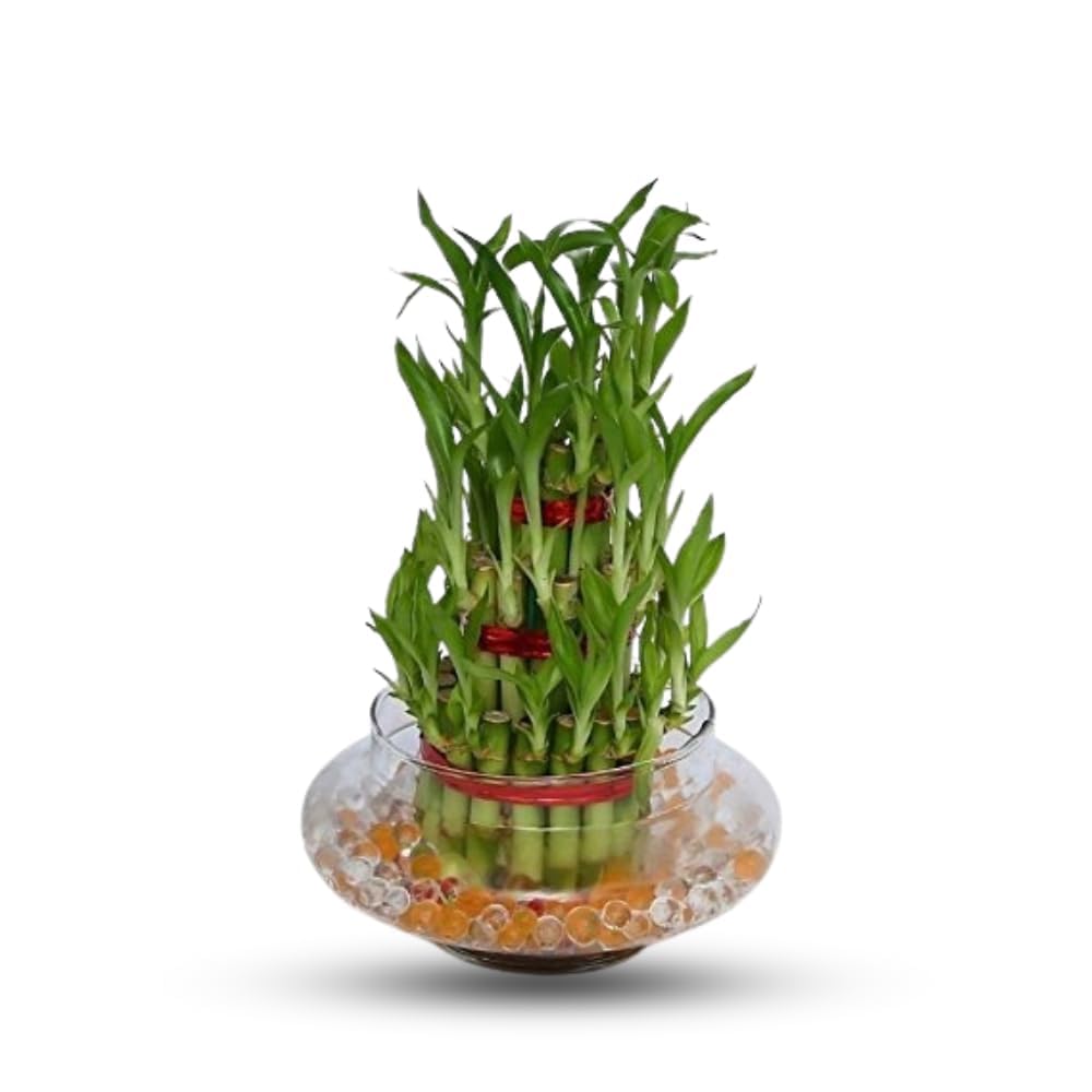 FLORA SOLUTIONS Lucky Bamboo Plant 3 Layer In Glass Bowl-image-38