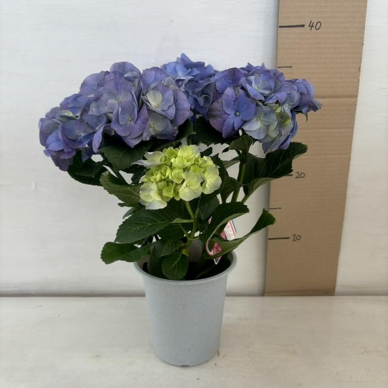 【専用商品】　アジサイ　オーダーアソート　8寸2鉢 紫陽花 Amazon.co.jp: アジサイ シュガー ブルー あじさい 紫陽花 4号鉢