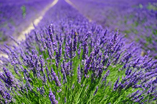 English Lavender Seeds (600+ Heirloom Seeds - VERA TRUE Lavender) (English Lavender (1-Pack of 600 seeds))