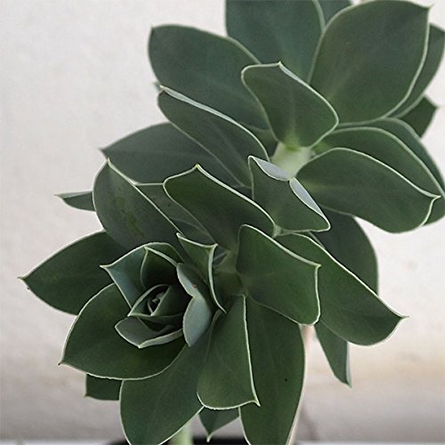 ユーフォルビア：ミルシニテス3号ポット 2株セットのサムネイル