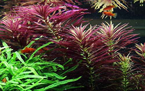 Tropica Aquariumpflanze Limnophila hippuridoides Nr.047C Wasserpflanzen Aquarium Aquariumpflanzen