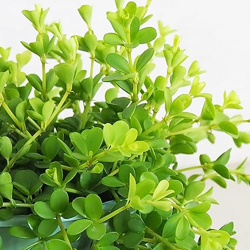ペペロミア・デピーナ 3.5号鉢 1個売り【品種で選べる観葉植物】学名:Pepelomia Isabelle Soleirolia/コショウ科ペペロミア属 非耐寒性常緑多年草/原産地:熱帯アメリカ/別名:イザベラ、イサベラ、イサベル●まるい多肉質の葉が可愛