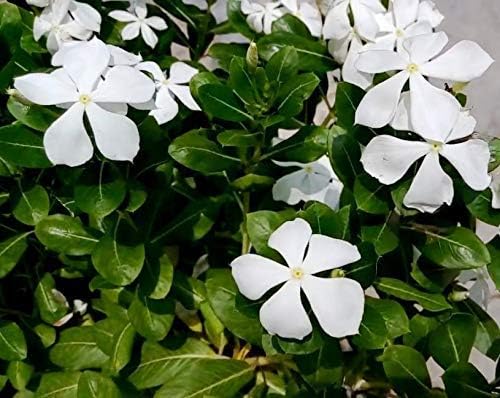 Sadabahar/Catharanthus roseus/Periwinkle White Flower Plant with Pot