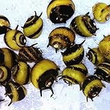 Horn Nerite Snail Natural Algae Eaters for Aquarium Tropical Fish Tanks (5 X HORN SNAIL)
